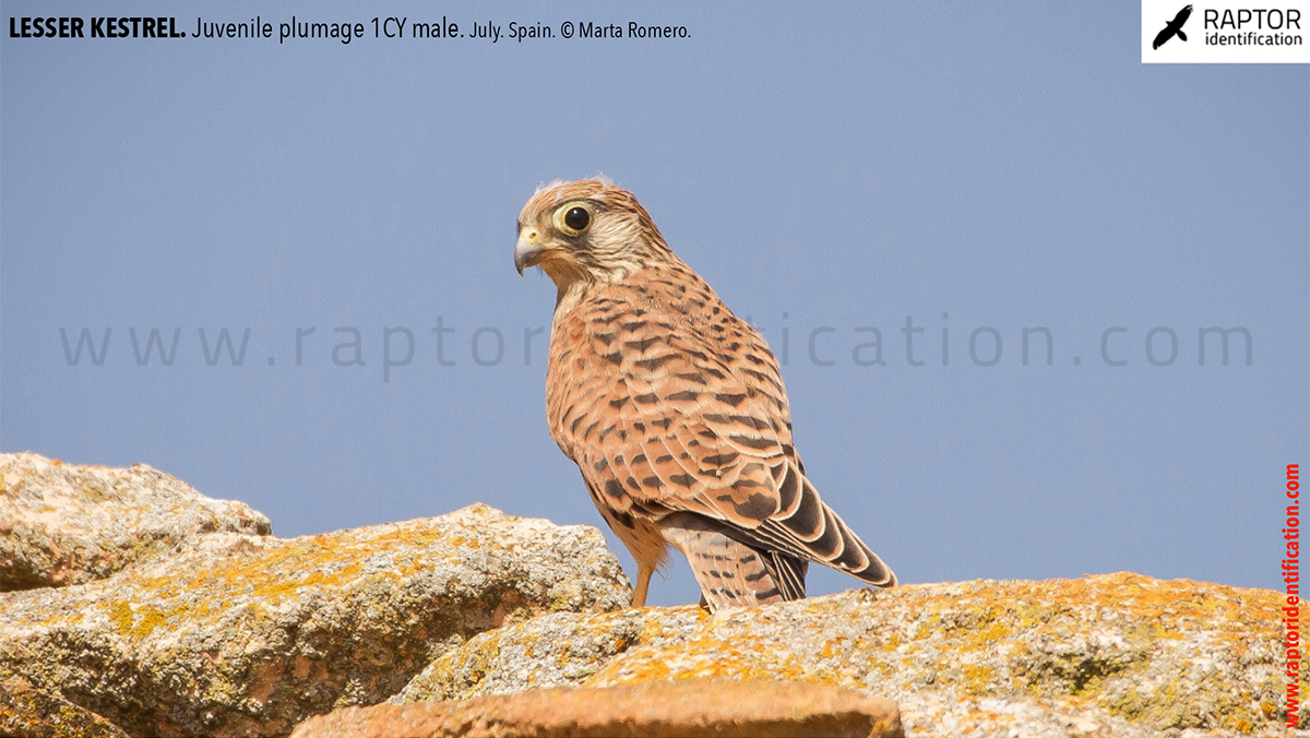 Lesser-Kestrel-Juvenile-plumage-identification