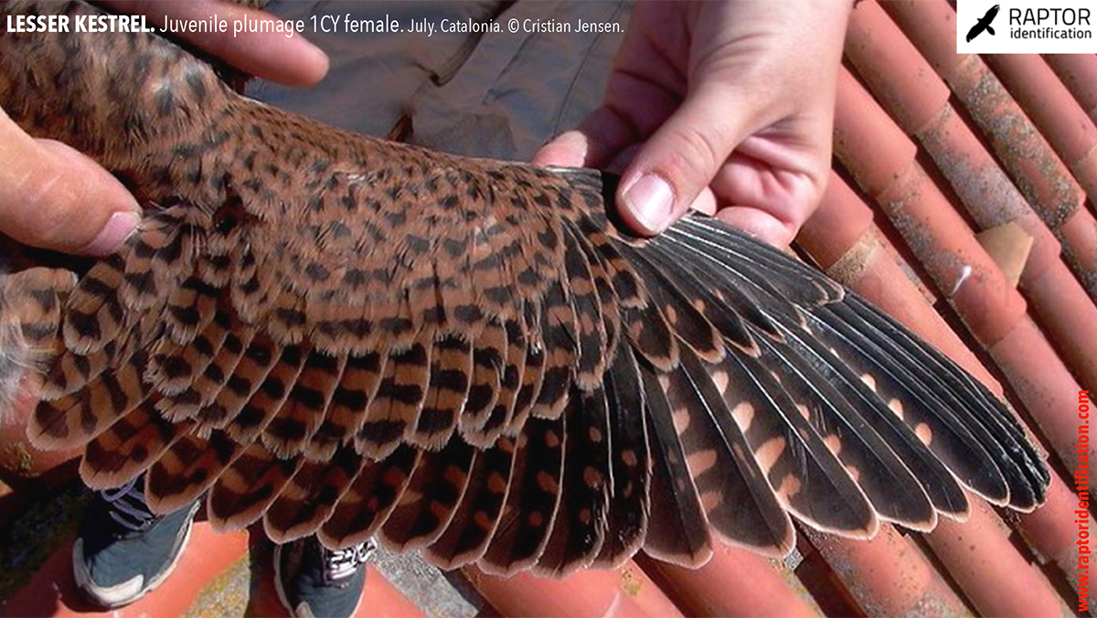 Lesser-Kestrel-Juvenile-plumage-identification