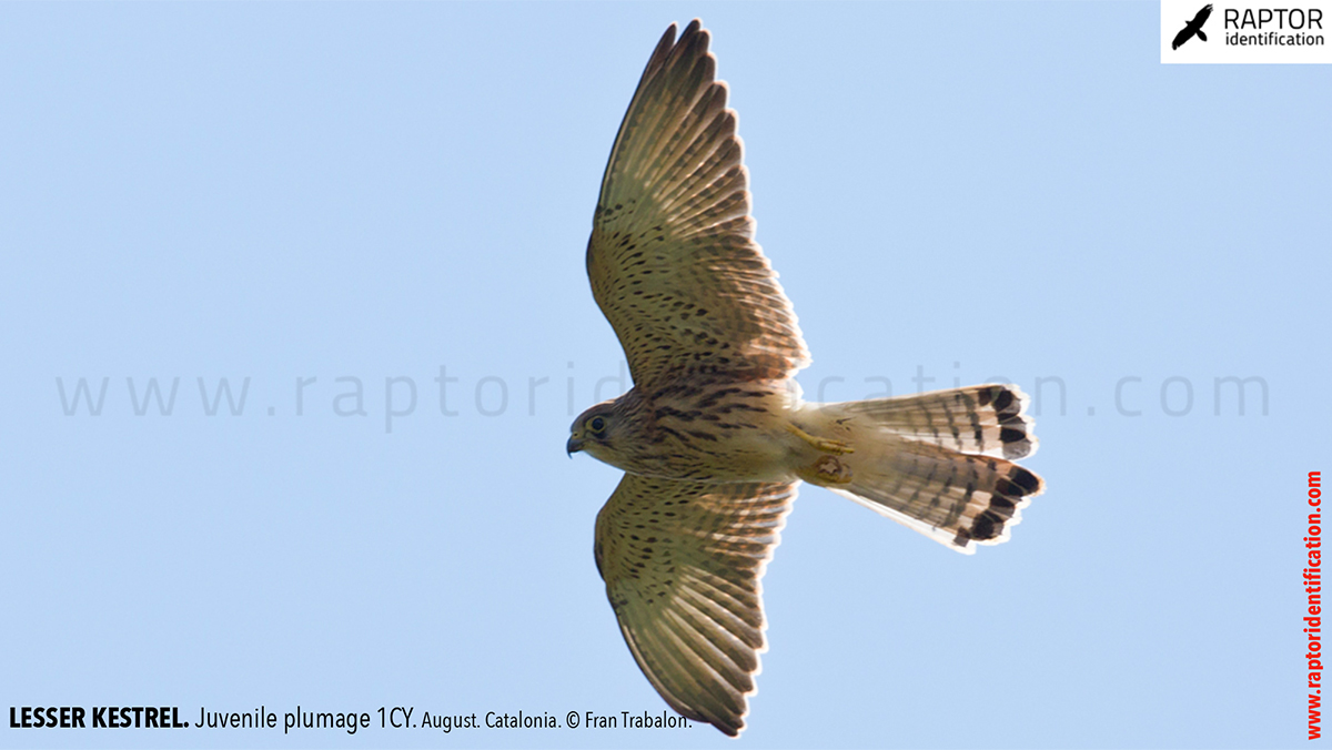 Lesser-Kestrel-Juvenile-plumage-identification