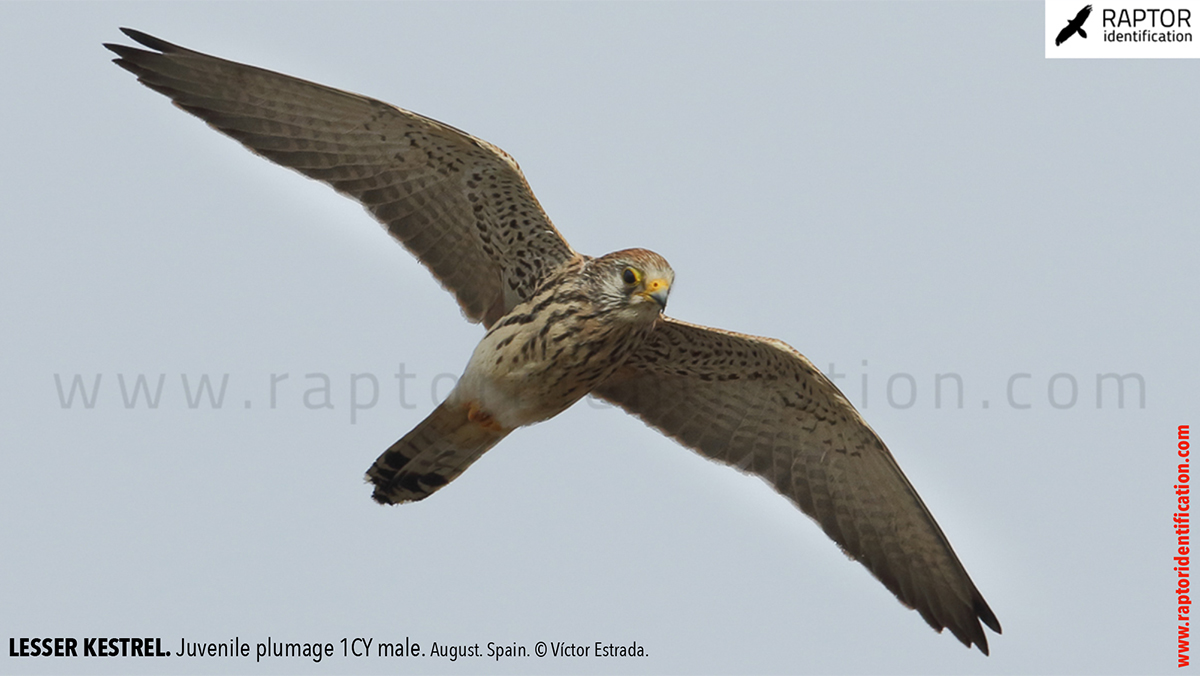 Lesser-Kestrel-Juvenile-plumage-identification