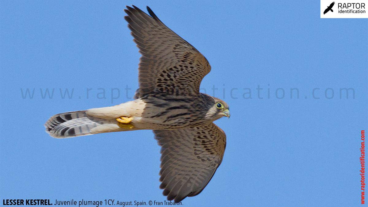 Lesser-Kestrel-Juvenile-plumage-identification