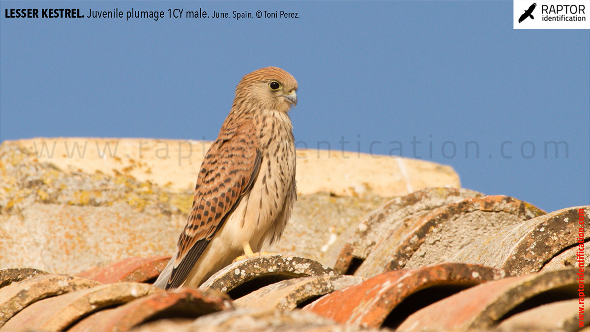 Lesser-Kestrel-Juvenile-plumage-identification