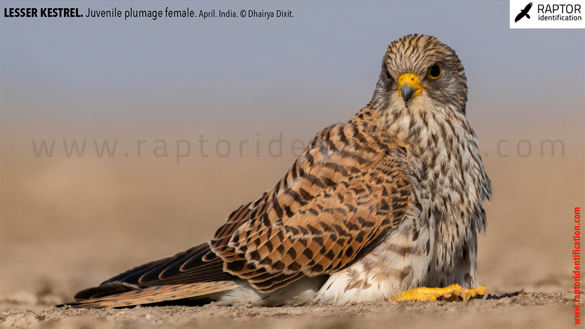 Lesser-Kestrel-Juvenile-plumage-identification