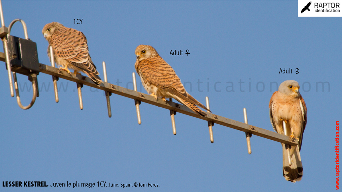 Lesser-Kestrel-Juvenile-plumage-identification