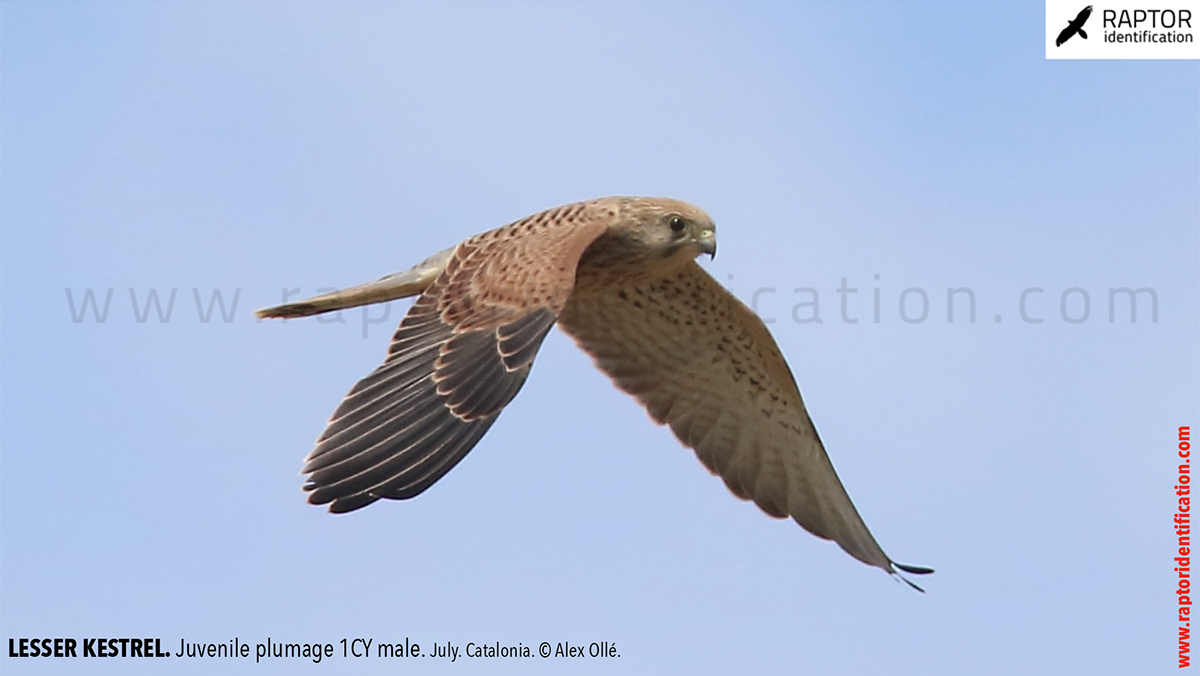 Lesser-Kestrel-Juvenile-plumage-identification