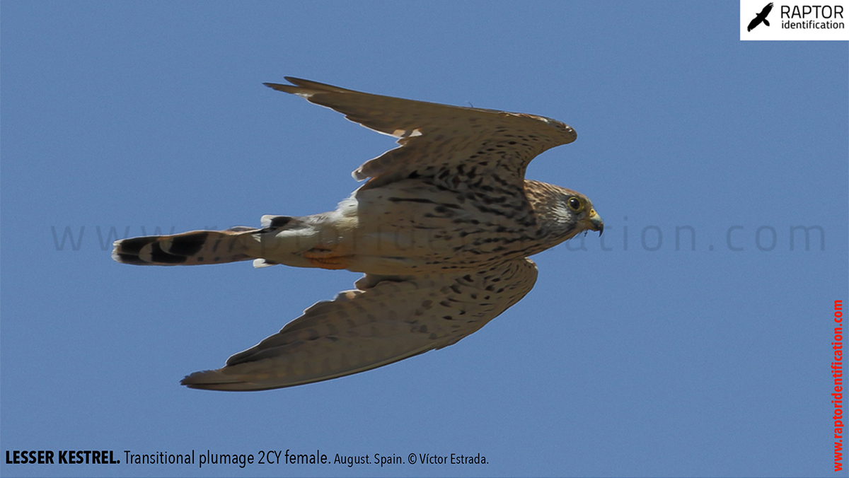 Lesser-Kestrel-female-identification