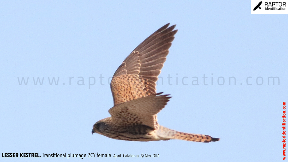 Lesser-Kestrel-female-identification