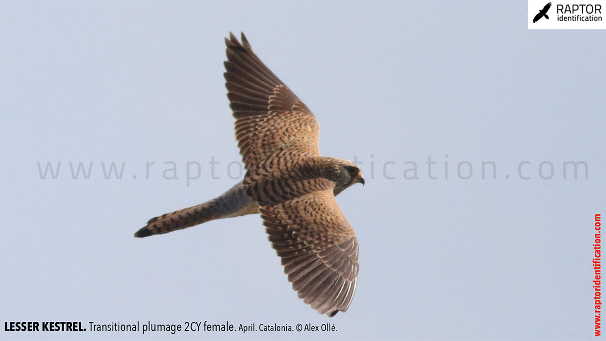 Lesser-Kestrel-female-identification