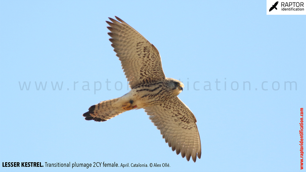 Lesser-Kestrel-female-identification