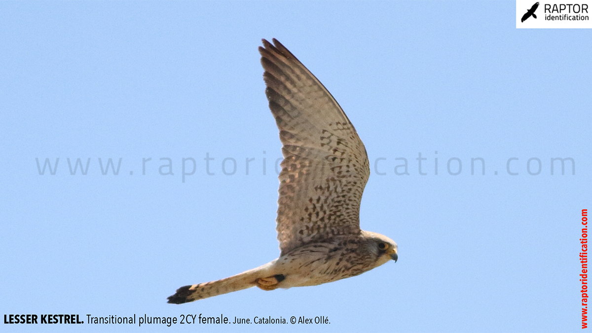 Lesser-Kestrel-female-identification