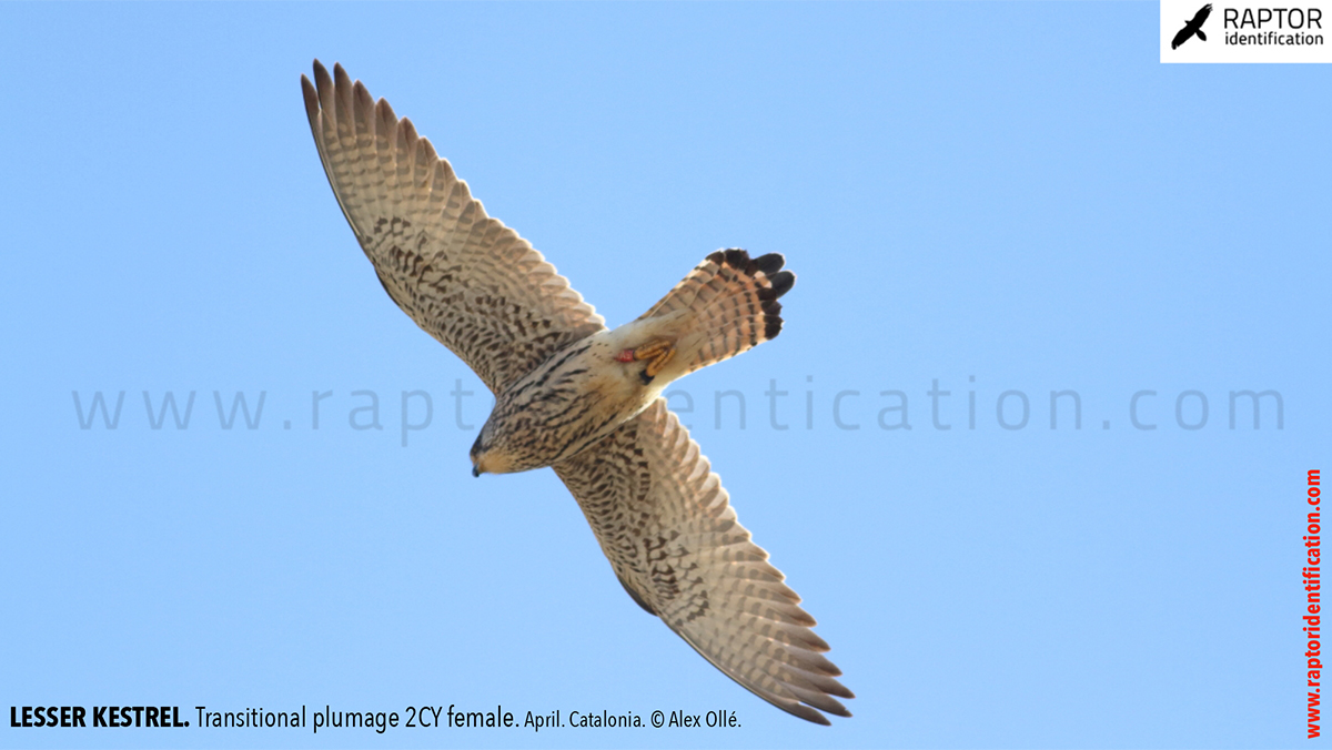 Lesser-Kestrel-female-identification