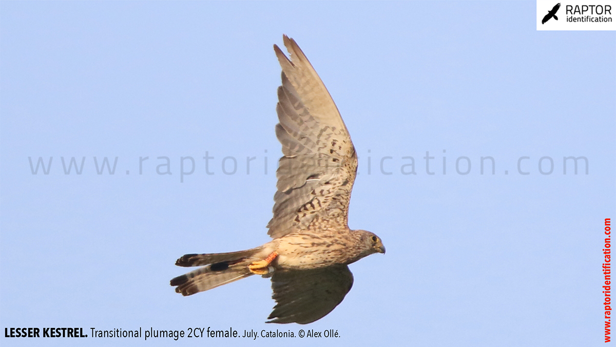 Lesser-Kestrel-female-identification