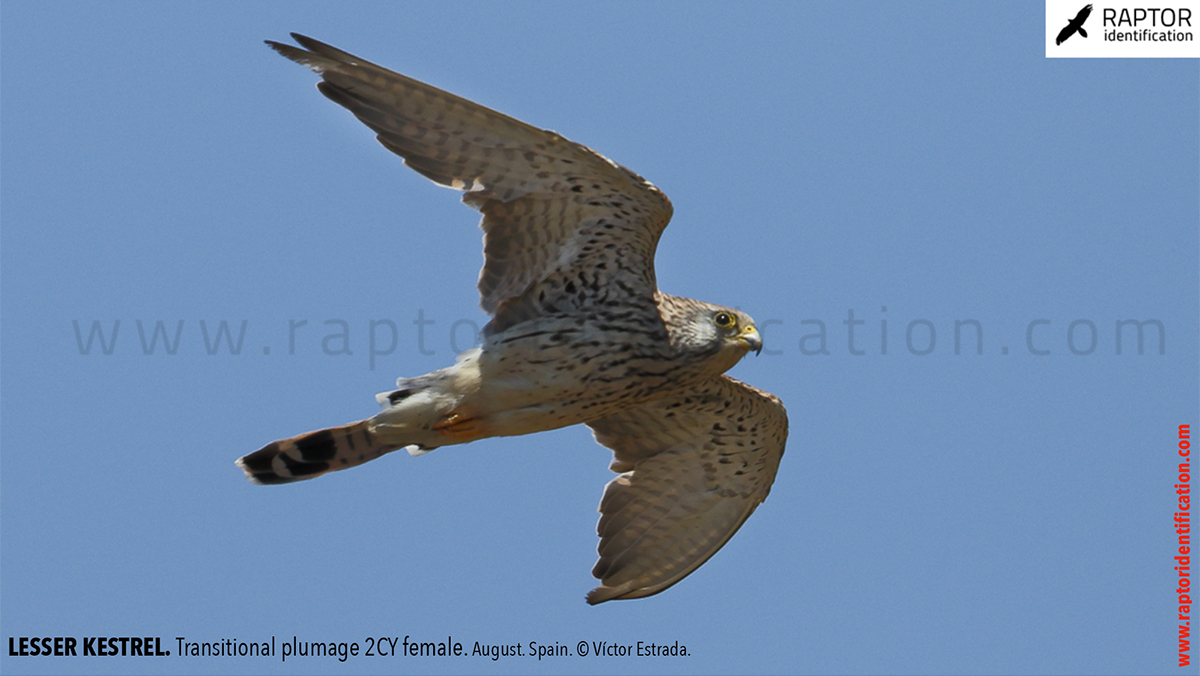 Lesser-Kestrel-female-identification