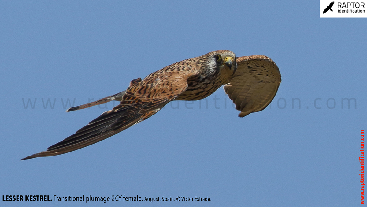 Lesser-Kestrel-female-identification