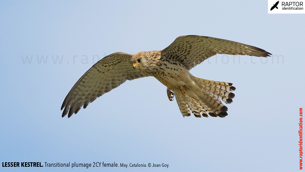 Lesser-Kestrel-female-identification