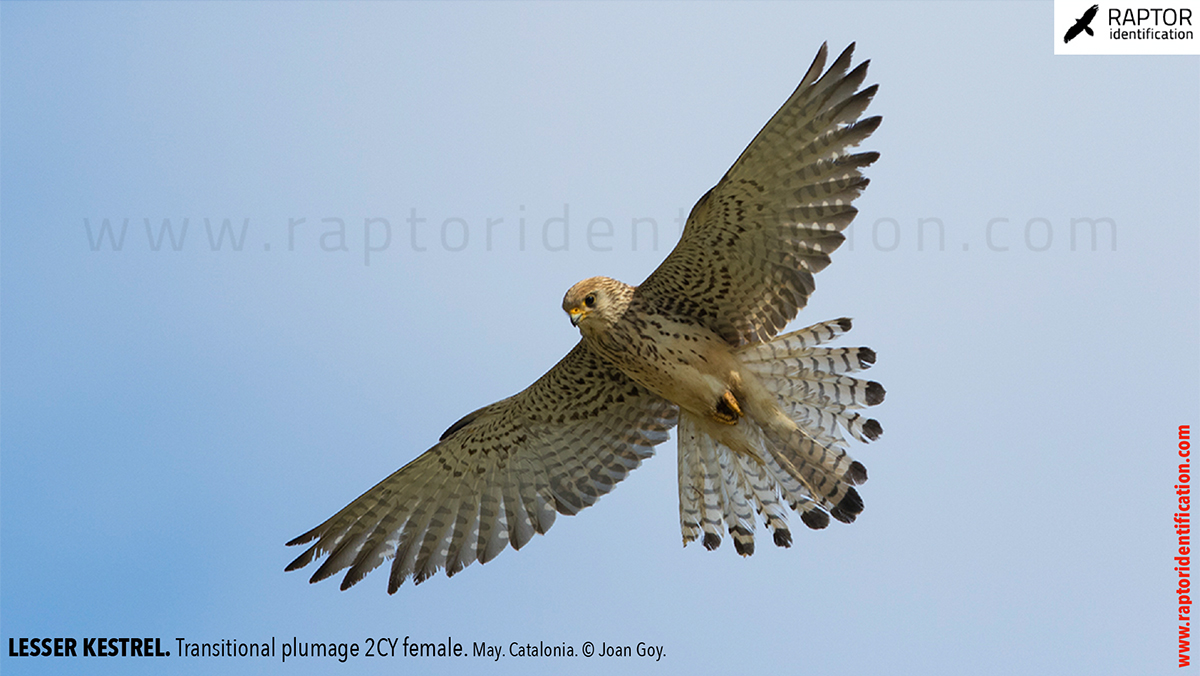 Lesser-Kestrel-female-identification