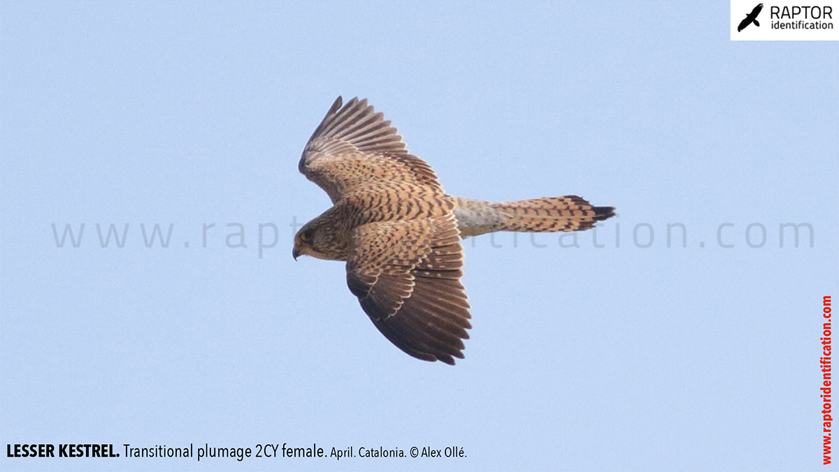 Lesser-Kestrel-female-identification