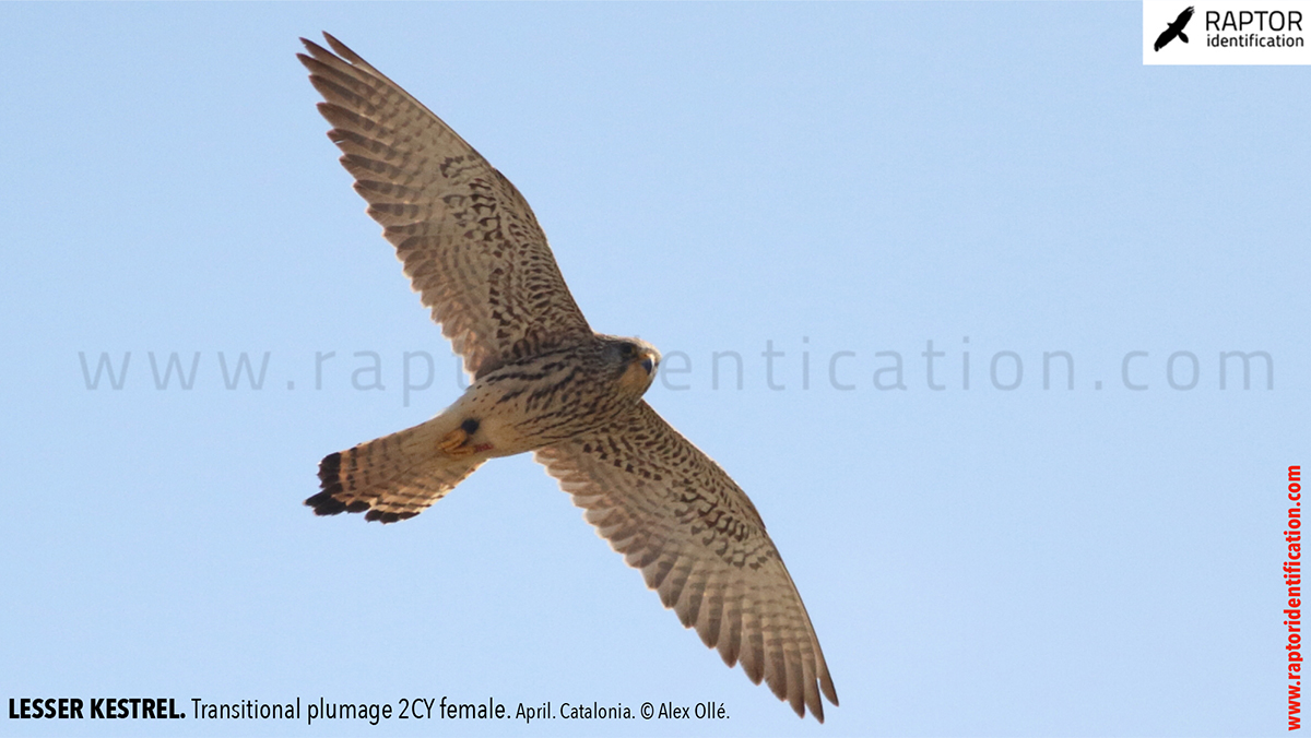 Lesser-Kestrel-female-identification