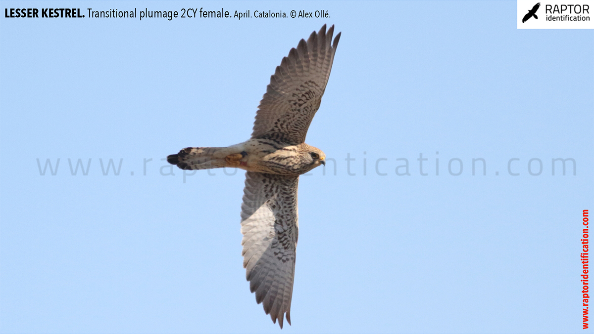 Lesser-Kestrel-female-identification