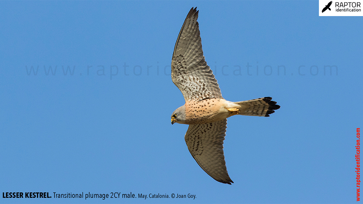 Lesser-Kestrel-male-identification