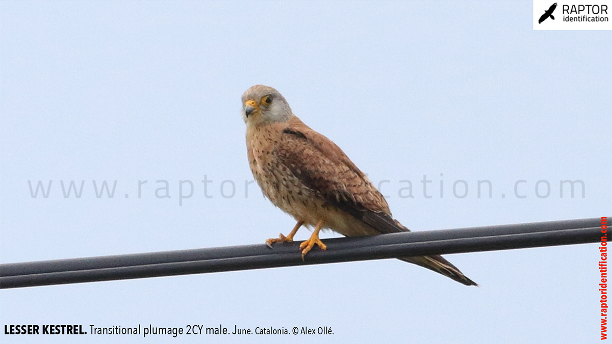 Lesser-Kestrel-male-identification