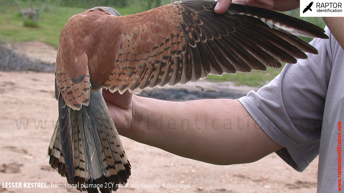 Lesser-Kestrel-male-identification