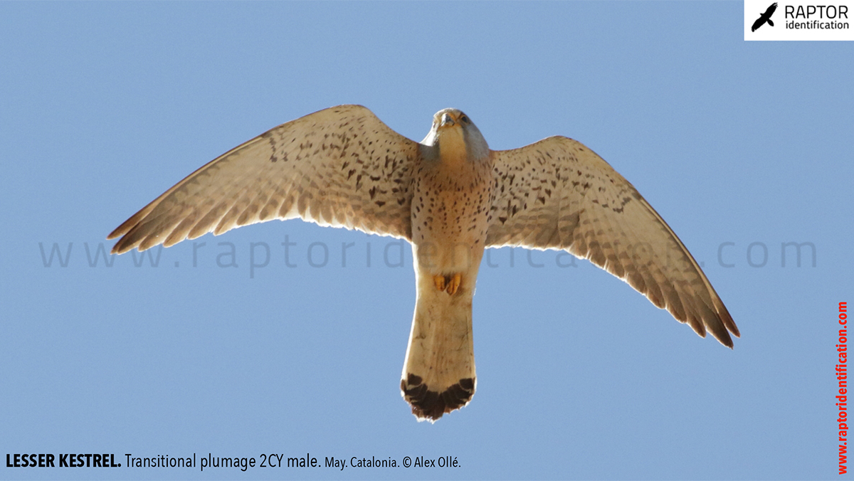 Lesser-Kestrel-male-identification