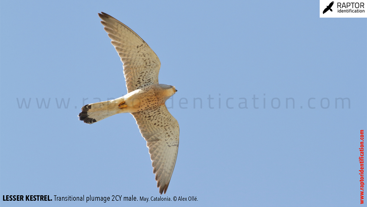 Lesser-Kestrel-male-identification