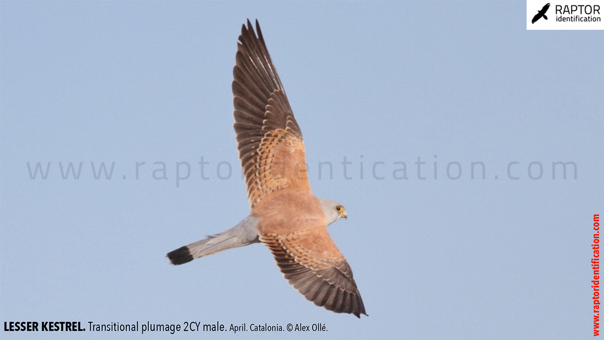 Lesser-Kestrel-male-identification