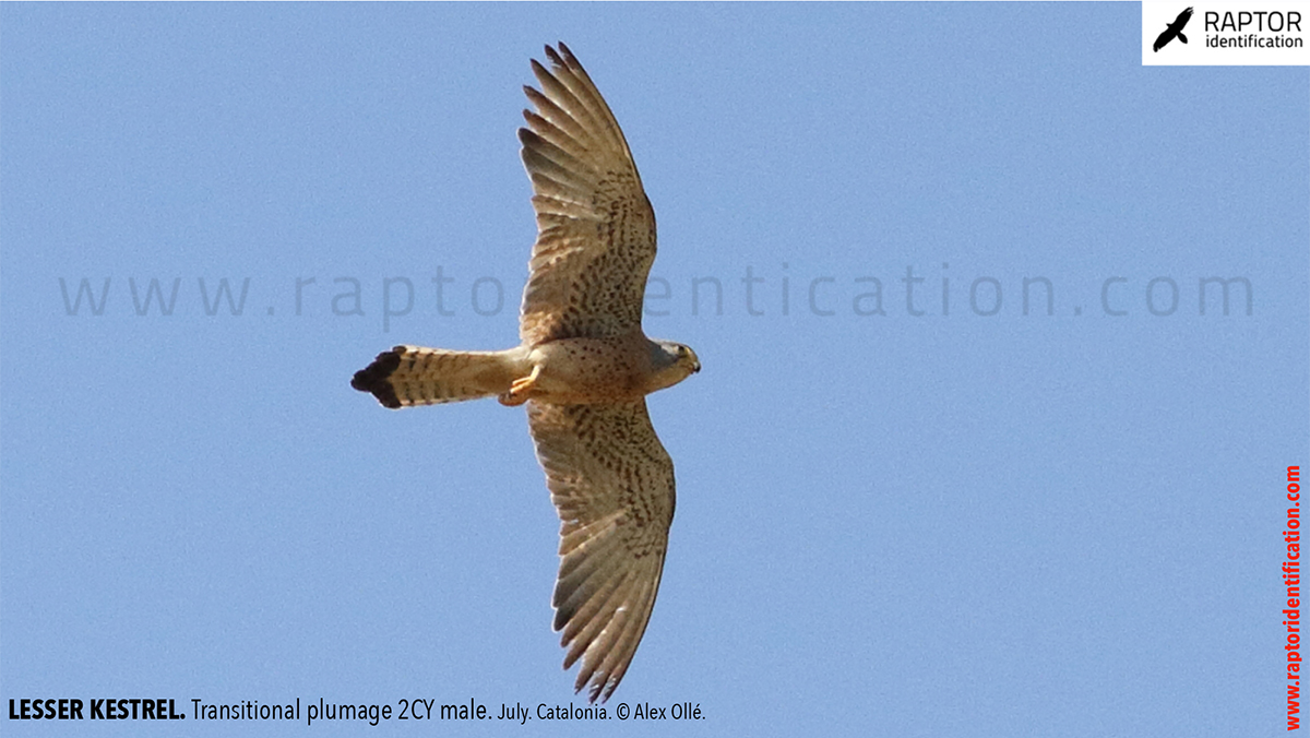 Lesser-Kestrel-male-identification