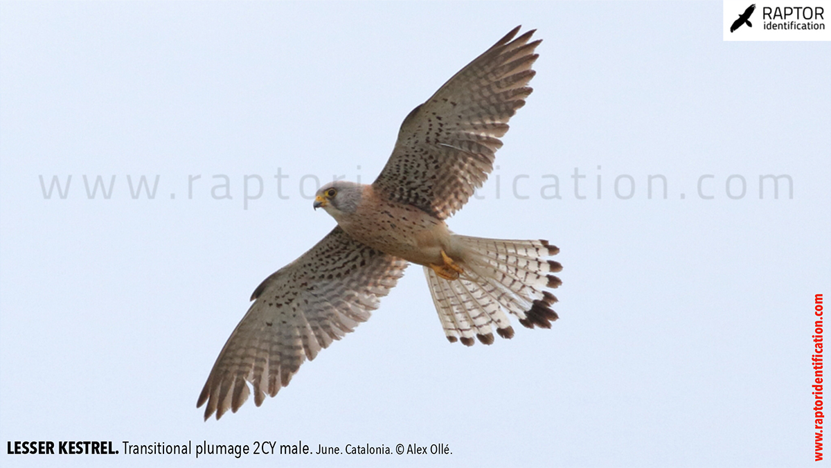 Lesser-Kestrel-male-identification