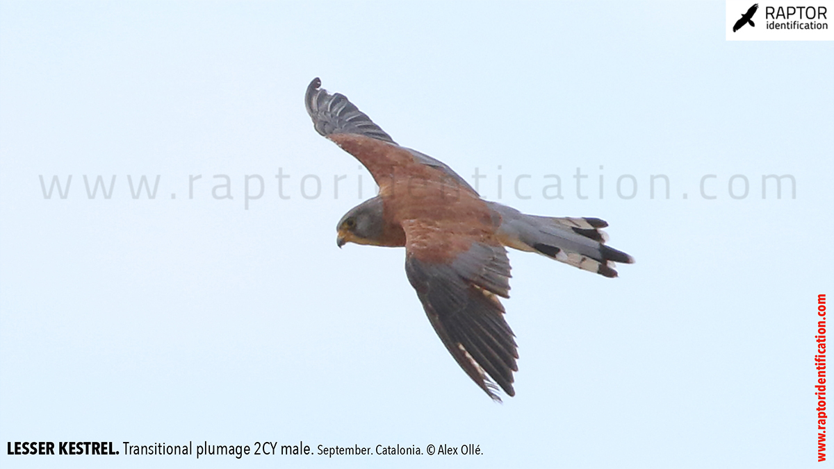 Lesser-Kestrel-male-identification