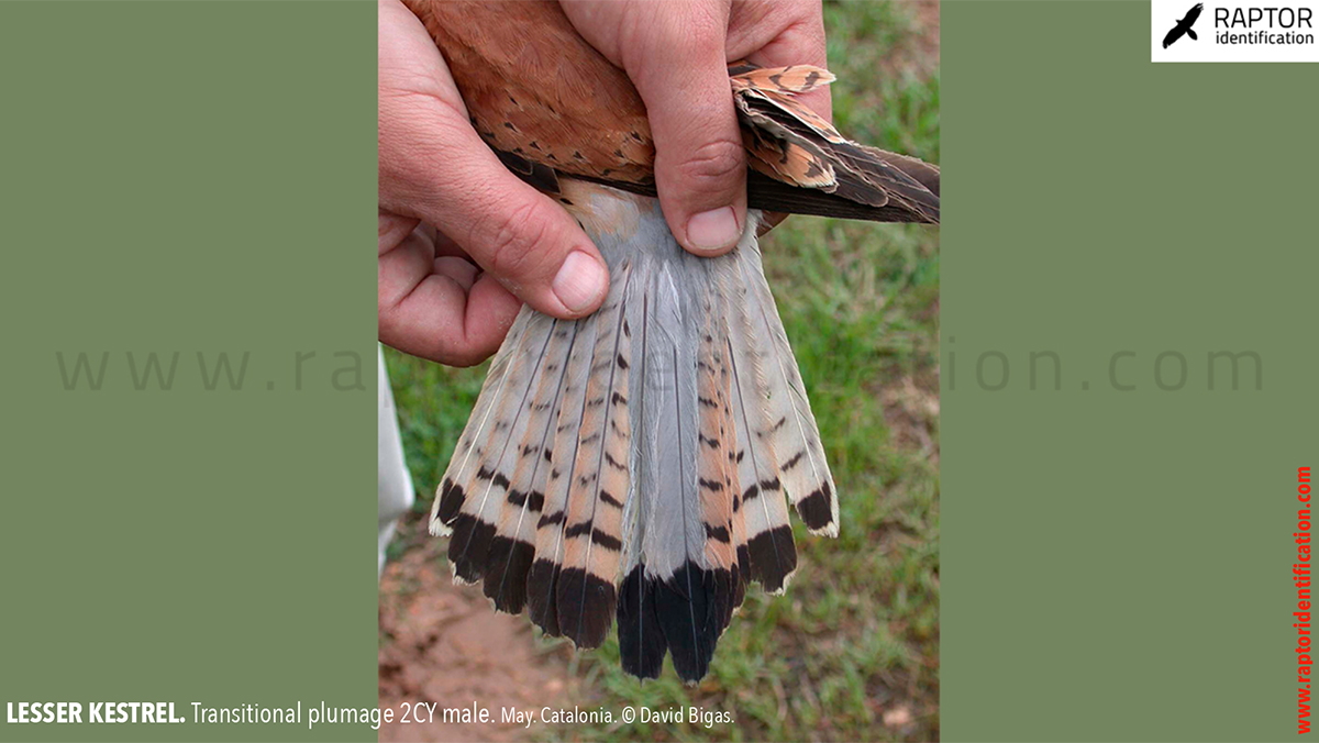 Lesser-Kestrel-male-identification