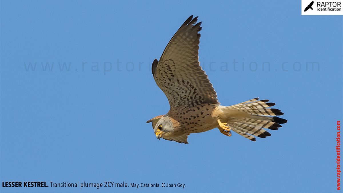 Lesser-Kestrel-male-identification