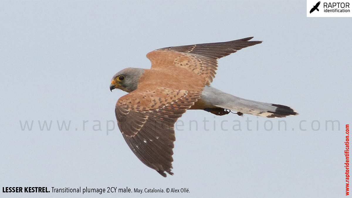 Lesser-Kestrel-male-identification