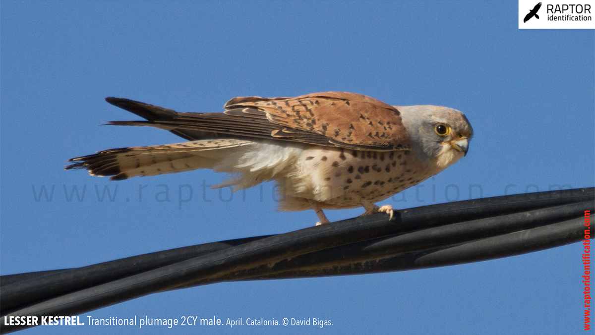 Lesser-Kestrel-male-identification