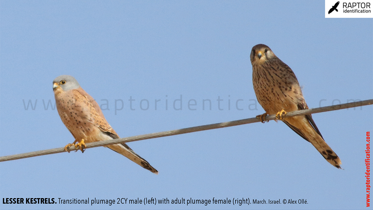 Lesser-Kestrel-male-identification