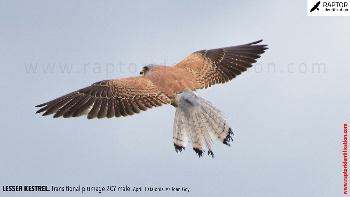 Lesser-Kestrel-male-identification