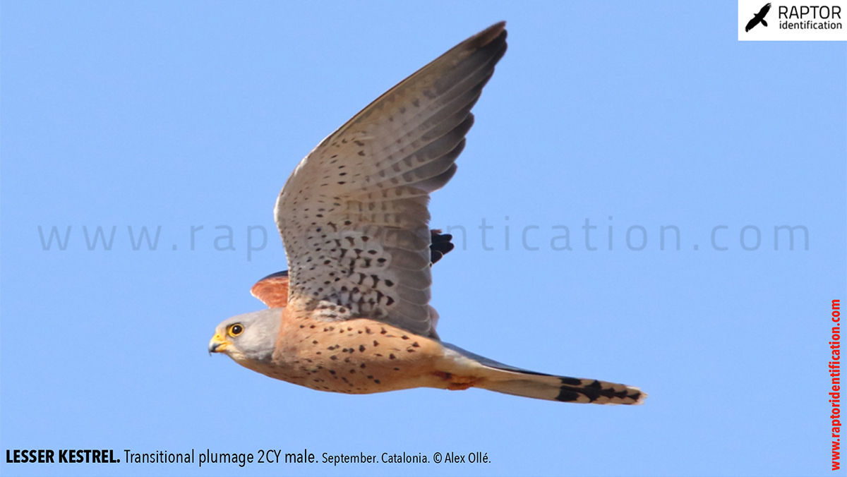 Lesser-Kestrel-male-identification