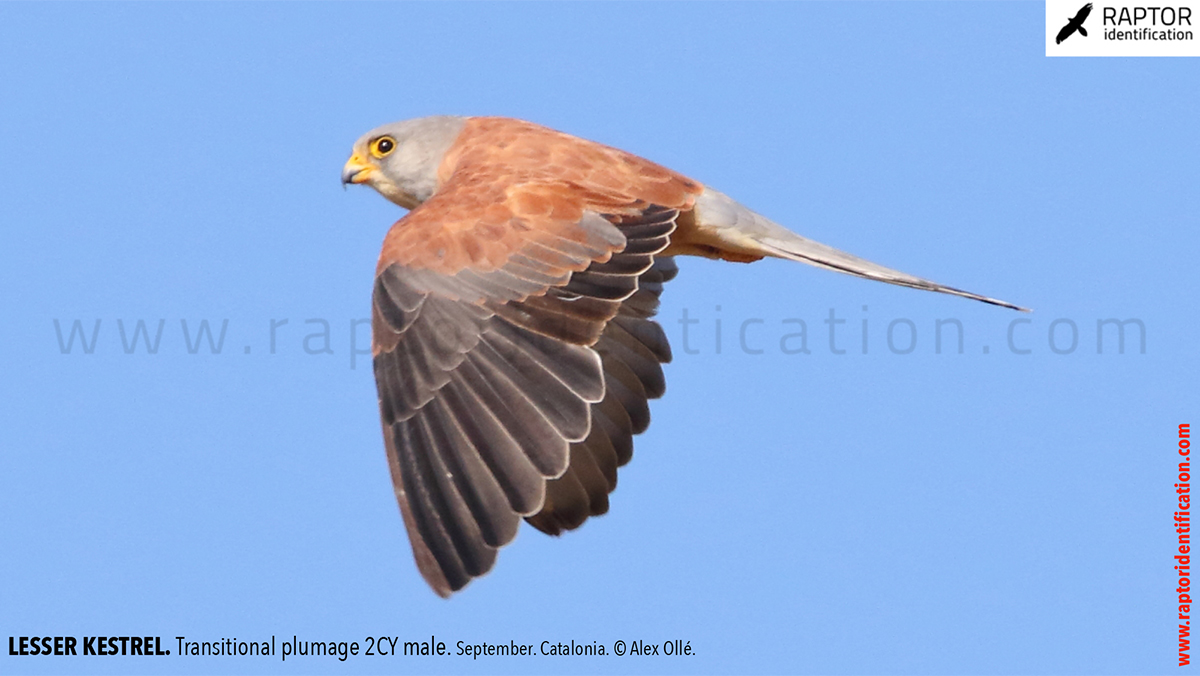 Lesser-Kestrel-male-identification