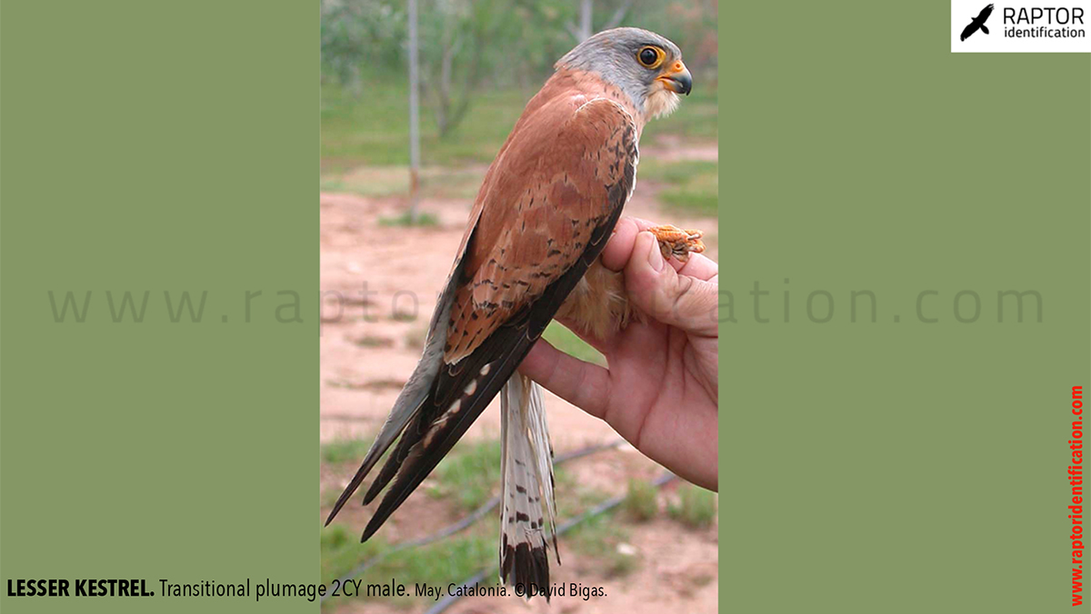 Lesser-Kestrel-male-identification