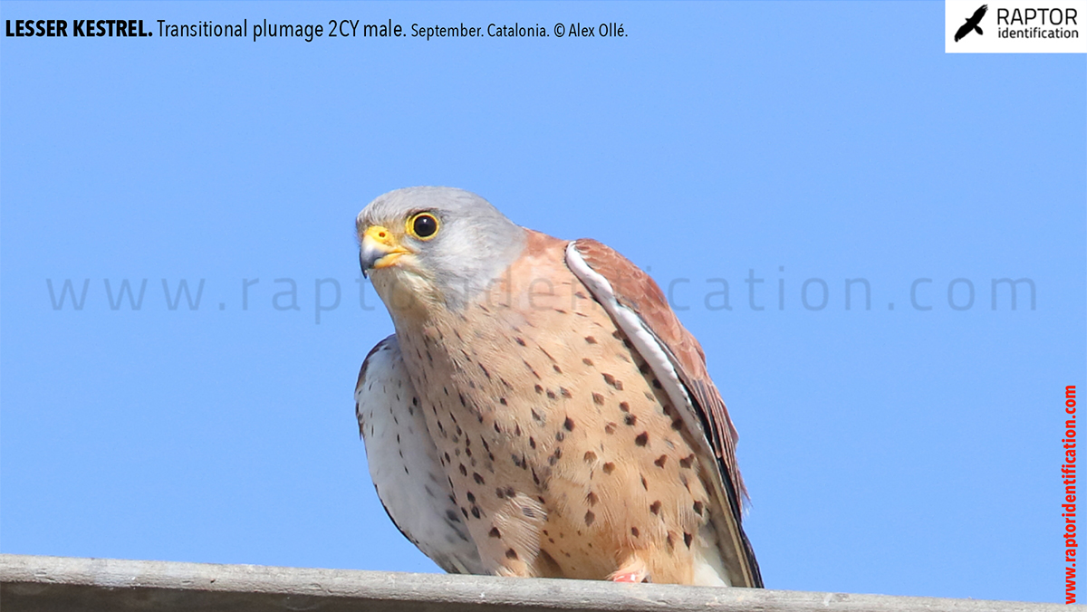 Lesser-Kestrel-male-identification