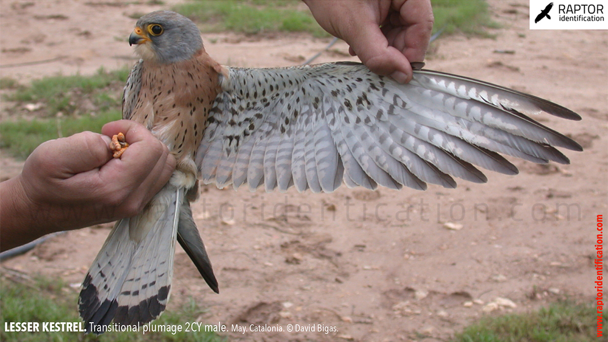 Lesser-Kestrel-male-identification