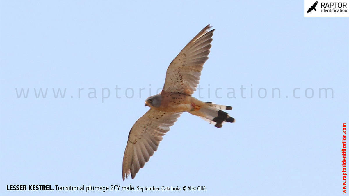 Lesser-Kestrel-male-identification