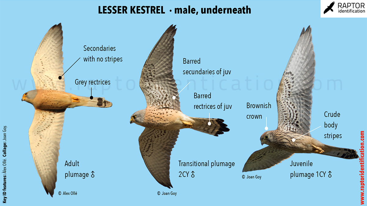 Lesser-Kestrel-male