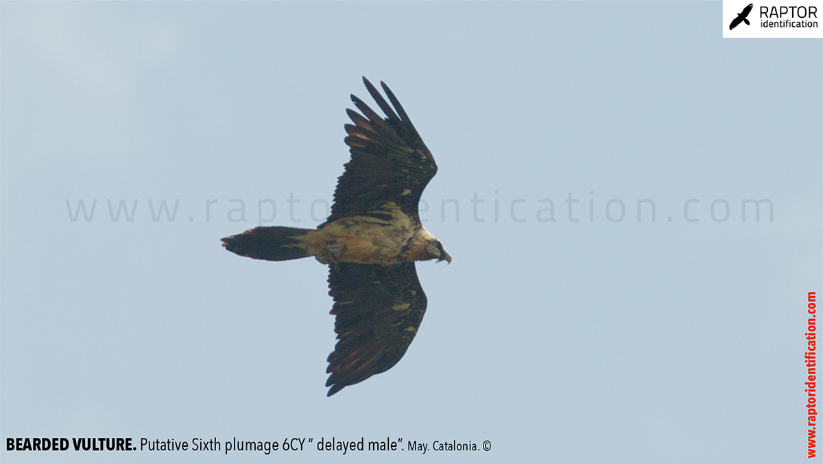 Bearded-Vulture-Sixth-plumage