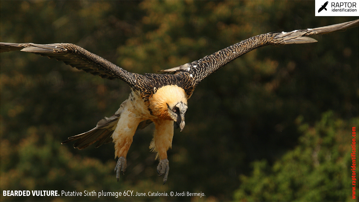 Bearded-Vulture-Sixth-plumage