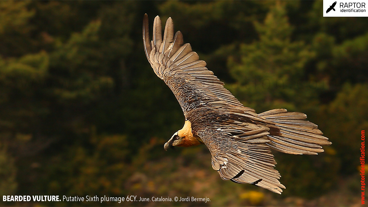 Bearded-Vulture-Sixth-plumage