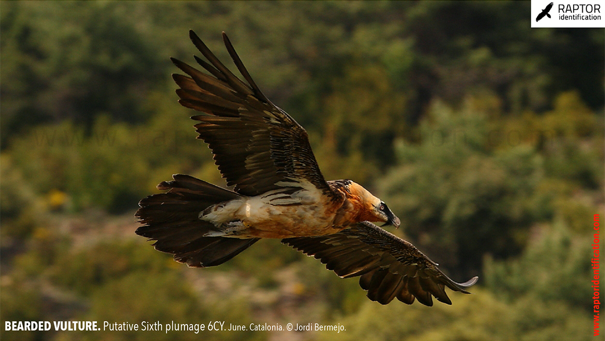 Bearded-Vulture-Sixth-plumage