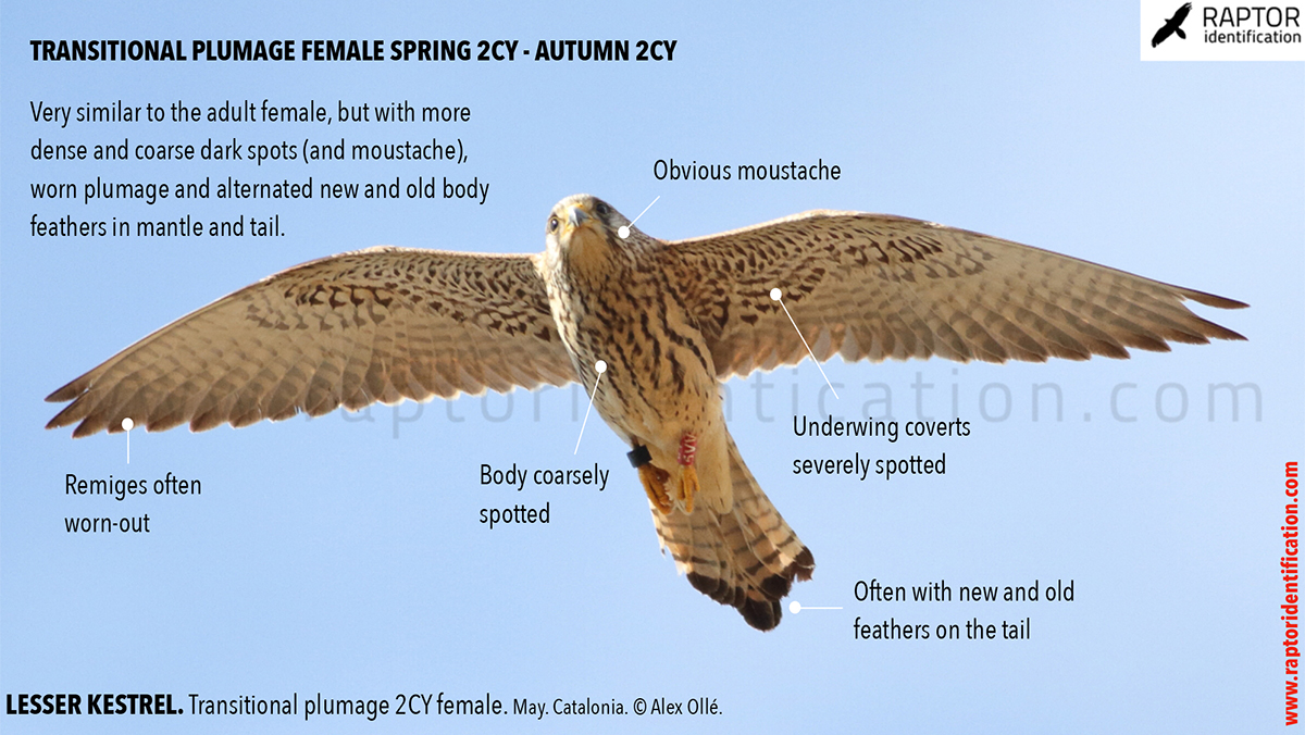 Lesser-Kestrel-female-identification